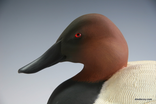 2011 canvasback, portrait