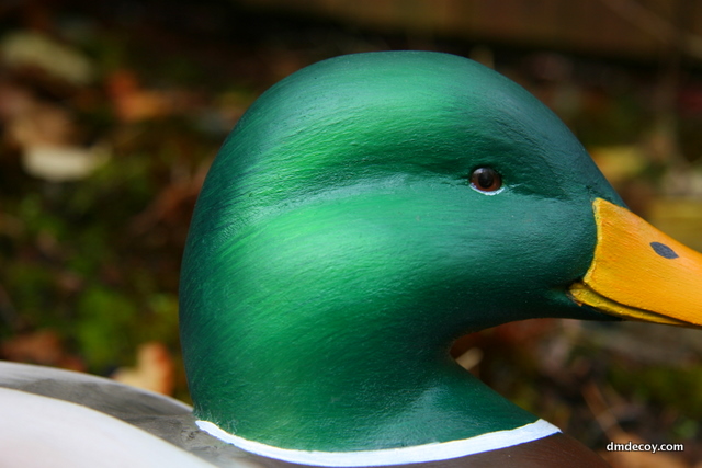 Decoy head portrait