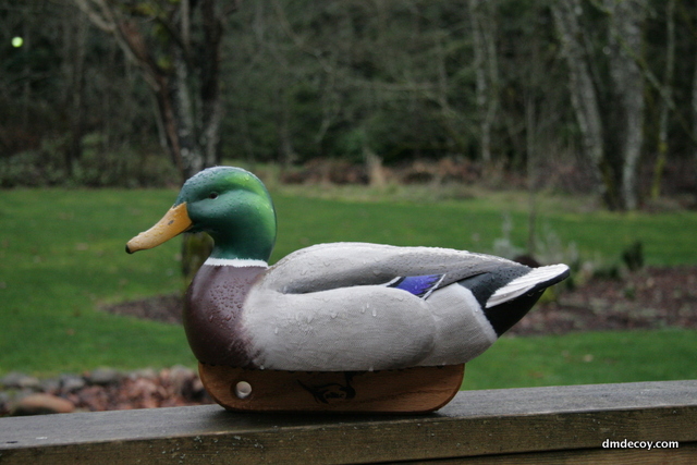 Mallard decoy in the rain