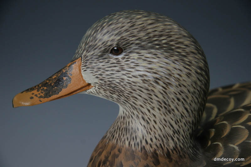 Mallard Hen Portrait
