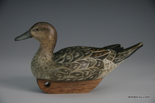 A pintail hen with a twist