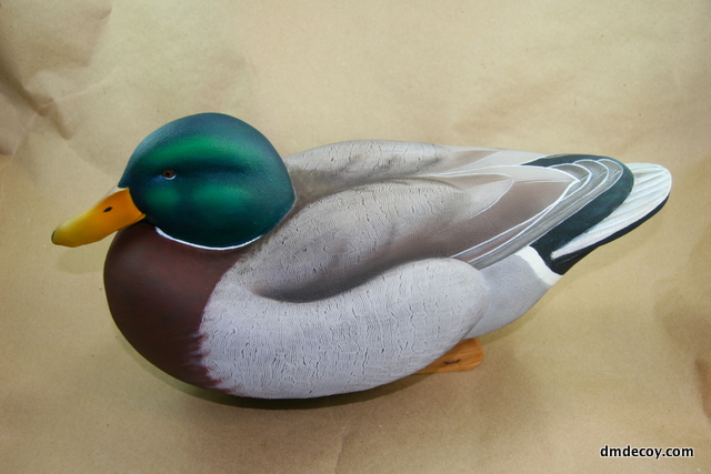 Mallard drake