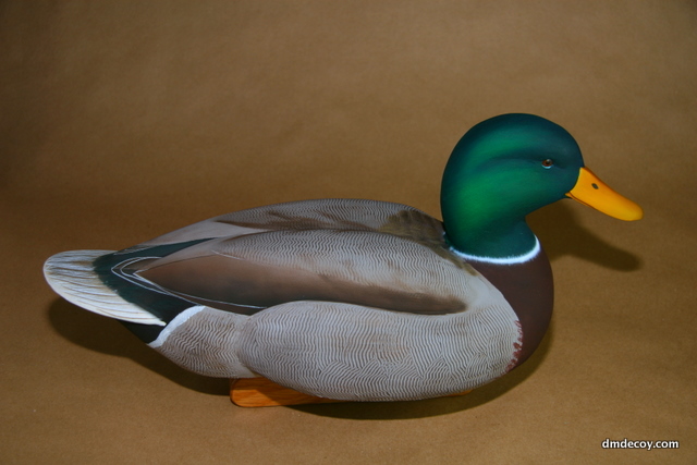 Contemporary drake mallard, portrait