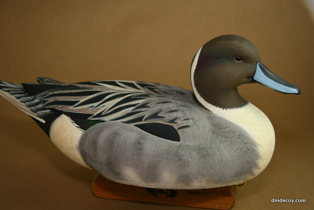 Cedar pintail, right